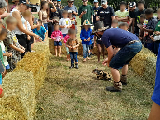 Près de 500 participants pour la 13ᵉ Fête de la Cochonnaille