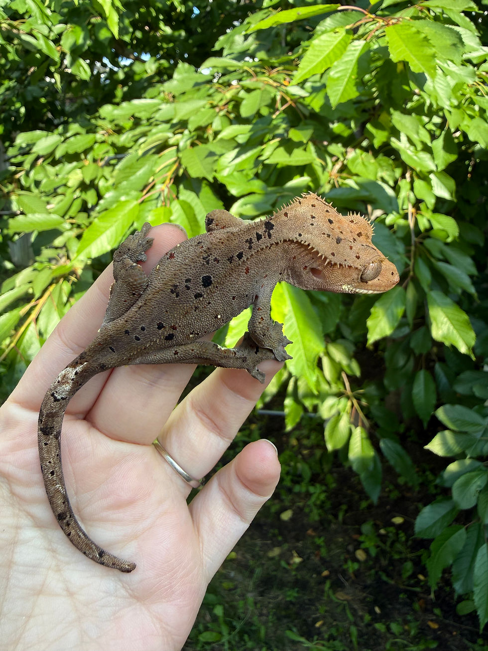 Thumbnail: Red Spots, Red Star: Juvenile Male