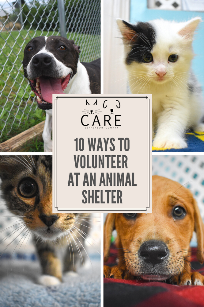 10 Ways To Volunteer at an Animal Shelter CARE Jeff County