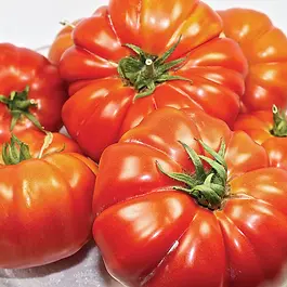 Edible Plants