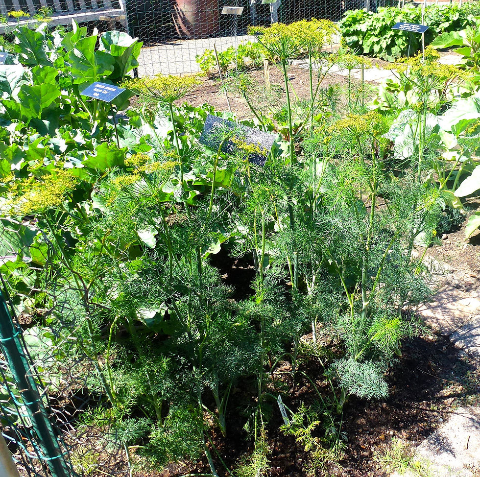 photo shows dill plant in display garden