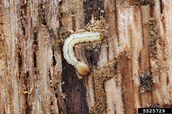 two-lined chestnut borer larvae;
Photo credit: www.content.ces.ncsu.edu