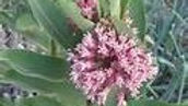 Common Milkweed (Asclepius syriaca): An Uncommon Beauty