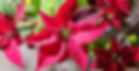 decorative photo of poinsettia