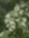 Jim Lakin MD, Dakota County Master Gardener | DCMGV