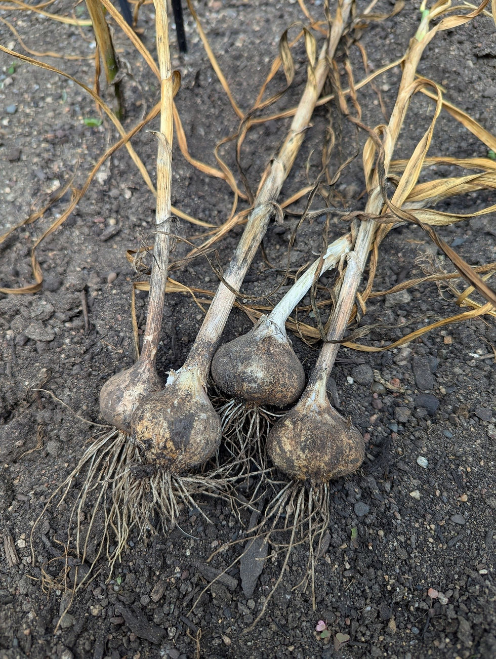 garlic bulbs harvested from the garden