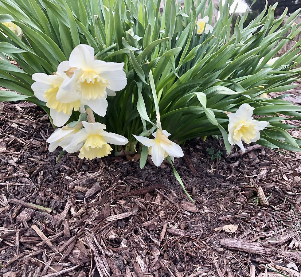 daffodils surrounded by wood mulch