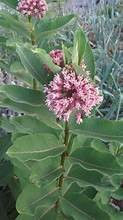 common milkweed