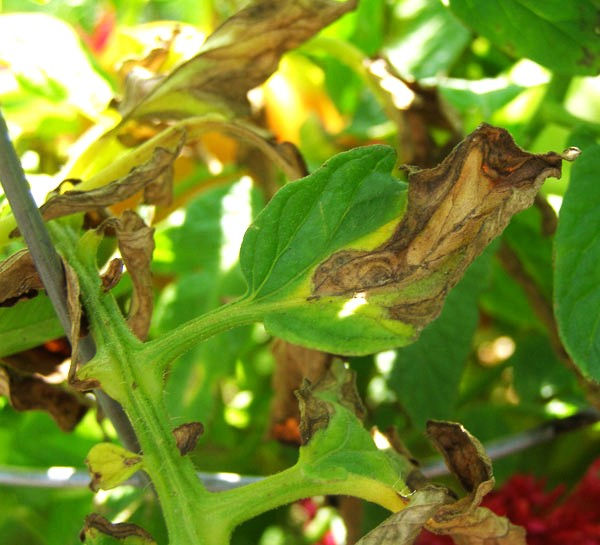 tomato leaf with early blight;
Credit: Michelle Grabowski, University of Minnesota Extension
