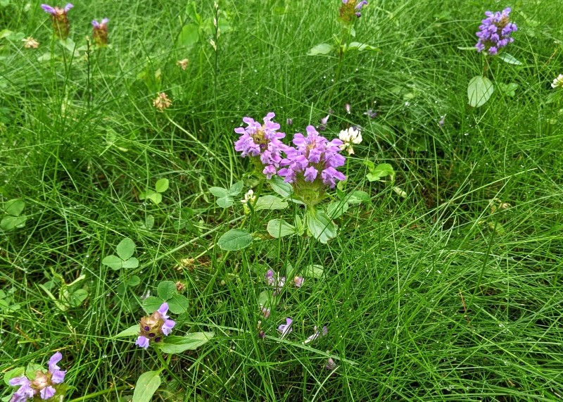 Self-Heal and White Clover
