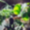 Liz Townley, Dakota County Master Gardener Intern | DCMGV