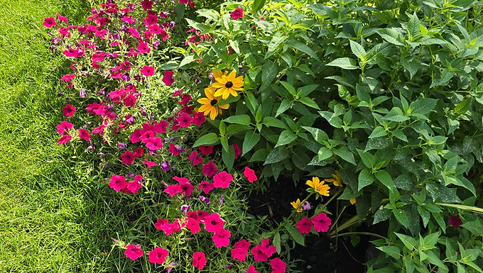 Blending Annuals and Perennials for Continuous Summer Bloom
