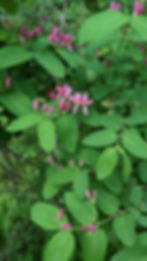 flowers of invasive honeysuckle