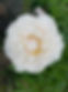 IMG_8918.jpeg