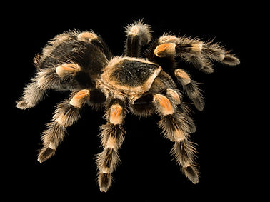 Tarantula