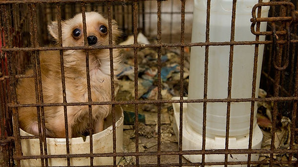 puppy-mill-goodwin-blog-m43153.jpg