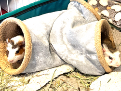 Update on the guinea pigs taken from the hoarding situation