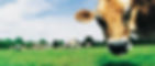 slide_sws_cow.jpg