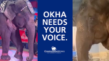 10/7/26 - Okha Deserves Retirement: Tell Her Owner It’s Time