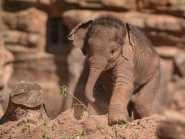 Zoo Incidents October 2018