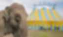 elephant outside circus waiting to perform.jpg