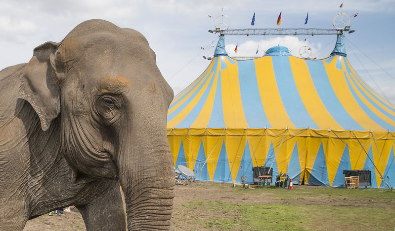 elephant outside circus waiting to perform.jpg