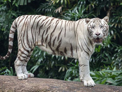 Sanctuary for Animals at the Mirage Las Vegas