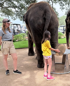 child touching elephant foot