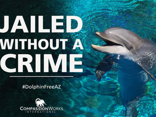 Dolphinaris proves the desert is no place for dolphins