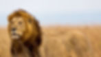 The Prohibiting Threatened and Endangered Creature Trophies (ProTECT) Act Cecil