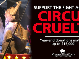 Support CWI This Holiday Season!