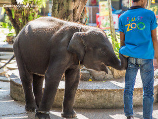 Phuket Baby "Dumbo" Dies After Horrific Injury