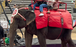 elephant giving rides