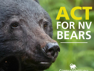 Nevada Fails Black Bears