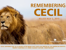 Roar For Cecil!