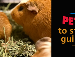 Tell PetSmart to STOP selling guinea pigs!