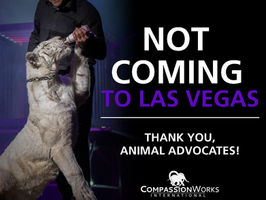 Success in Las Vegas!