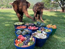 Baskets of Fruit for Thai Elephants!
