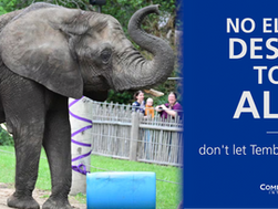 5/22/26 Tembo the elephant has died.