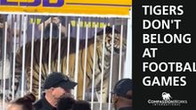 Tigers don't belong at football games!