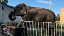 Okha the elephant at Museum of the Southwest in 2025