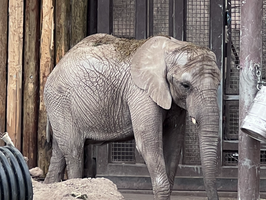 Speak out for Christie & Zuri at Hogle Zoo!