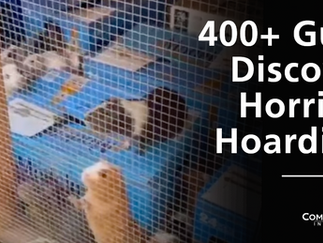 Guinea pigs crowd wire cages with blue shelves; text reads 400+ Guinea Pigs Discovered in Horrific L.A. Hoarding Case!