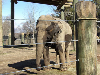 Elephant stands in a rope-fenced zoo enclosure with wooden posts.