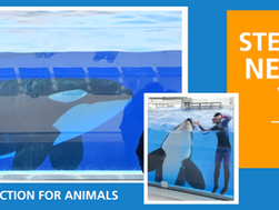 Orcas Stella and Ran Need Your Voice!
