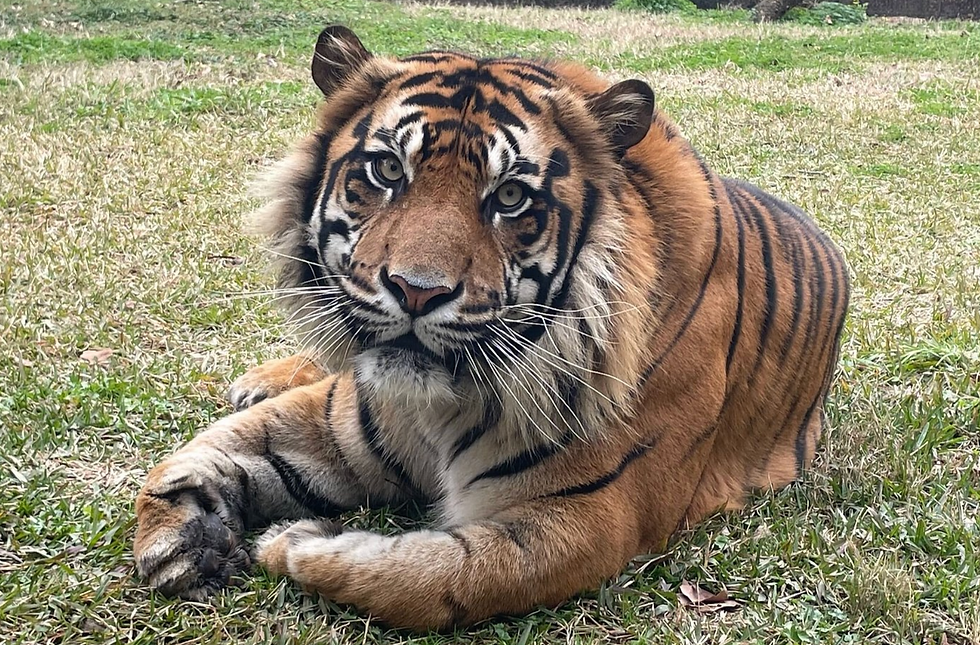 Alert tiger lying on grass, facing camera with paws crossed; orange-and-black stripes and bright eyes in a sunny outdoor setting