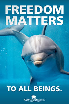 FREEDOM MATTERS DOLPHIN POSTER.jpeg