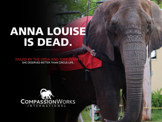 We Mourn the Loss of Anna Louise.