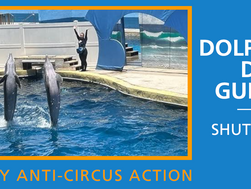 Jett the dolphin DIED after performing a trick...