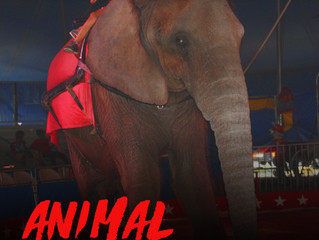 FL Residents: Help Elephants Tomorrow